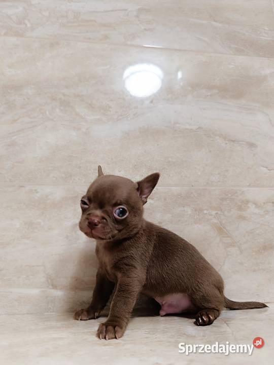 Chihuahua czekoladowa Warszawa