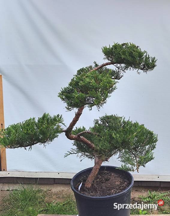 Bonsai Niwaki jałowiec Medynia Łańcucka