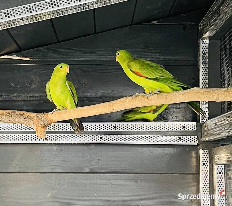 Krasnopiórki czerwonoskrzydłe 2025 r sprzedam