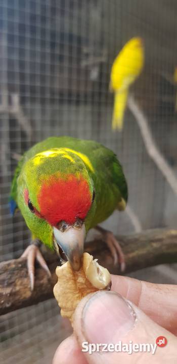 papugi modrolotki kozie Miłaczewek