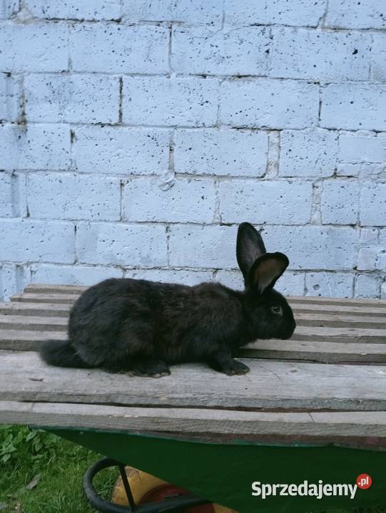Sprzedam króliki Króliki Obarzym
