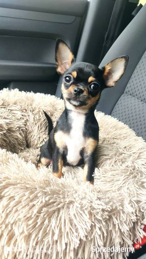 Chihuahua suczka 7miesiecy ZKwP FCI Świnoujście