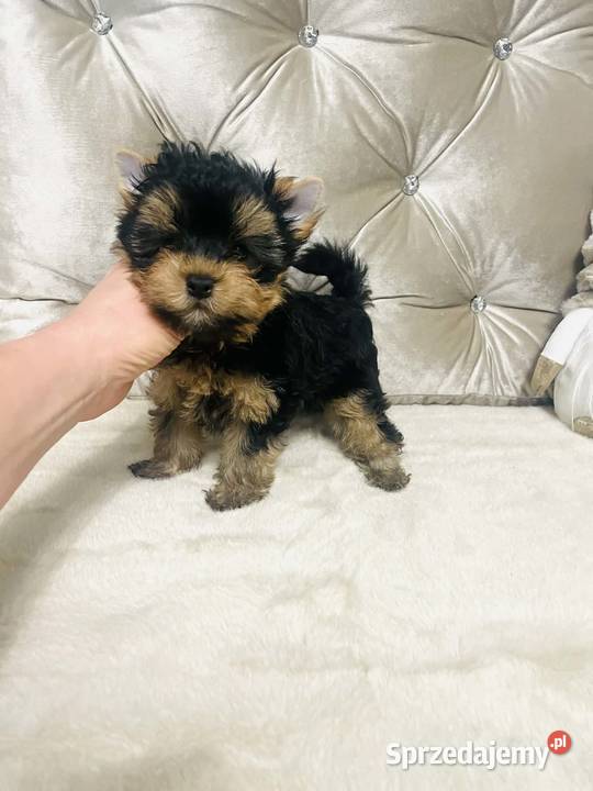 York Romek z Bajki Cudny czarnozłoty dolnośląskie Wrocław