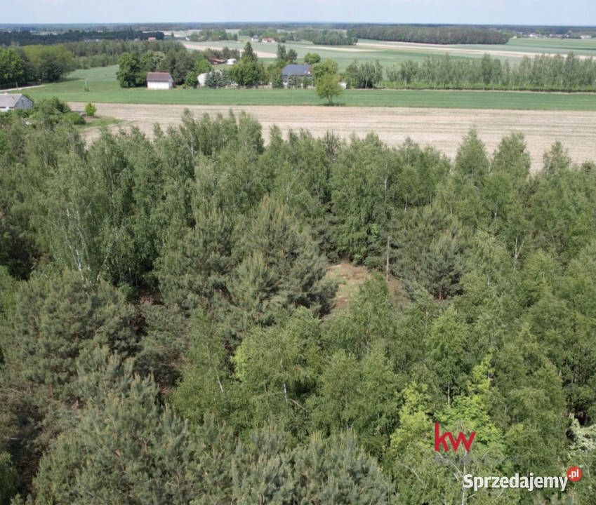 sprzedaży gruntu 1032 metry Załuski Leśna 203zł/m2 mazowieckie