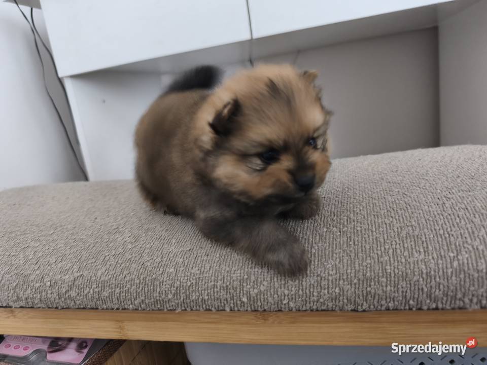Pomeranian szczeniaki małopolskie Lachowice