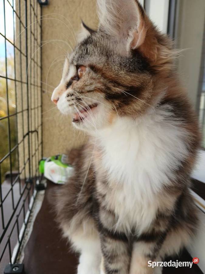 Maine coon piekna kotka Ruda Śląska sprzedam