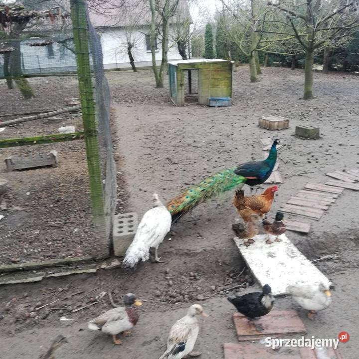 Para pawi czarnoskrzydłych sprzedam