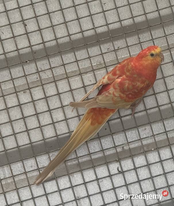 Świergotki sprzedam