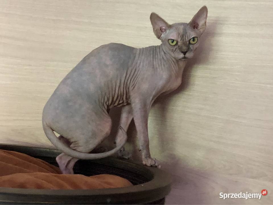 FPL kotka niebieska szylkret sfinks kanadyjski śląskie