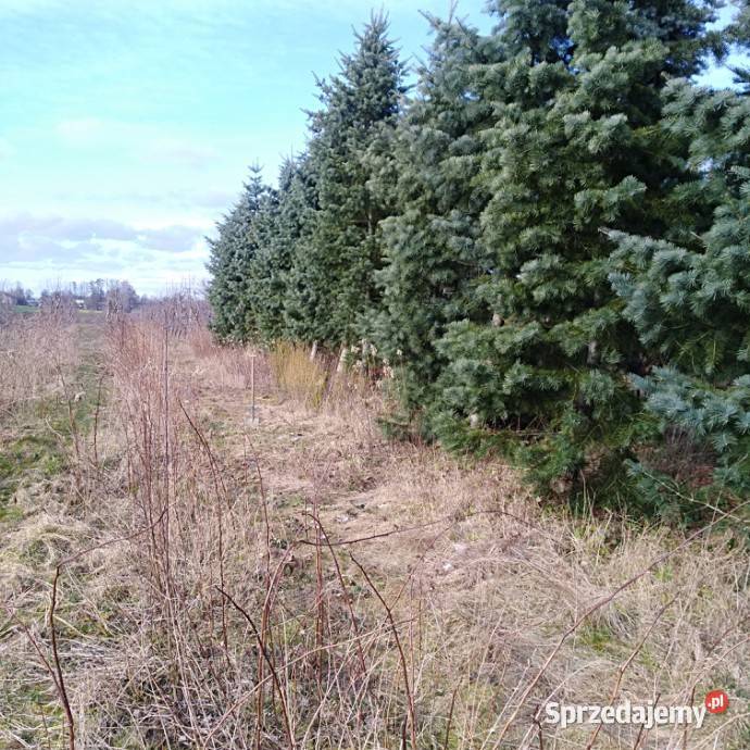 Jodły kalifornijskie duże drzewa 6m