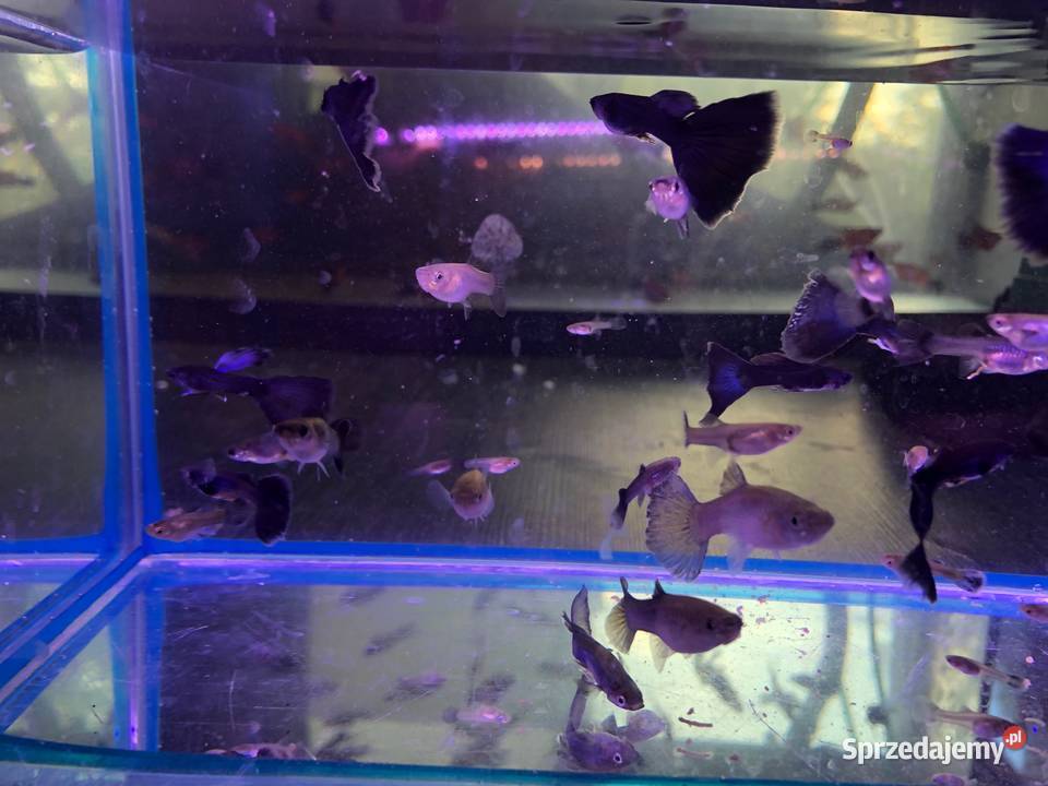 Gubik Moskiewski Ryby