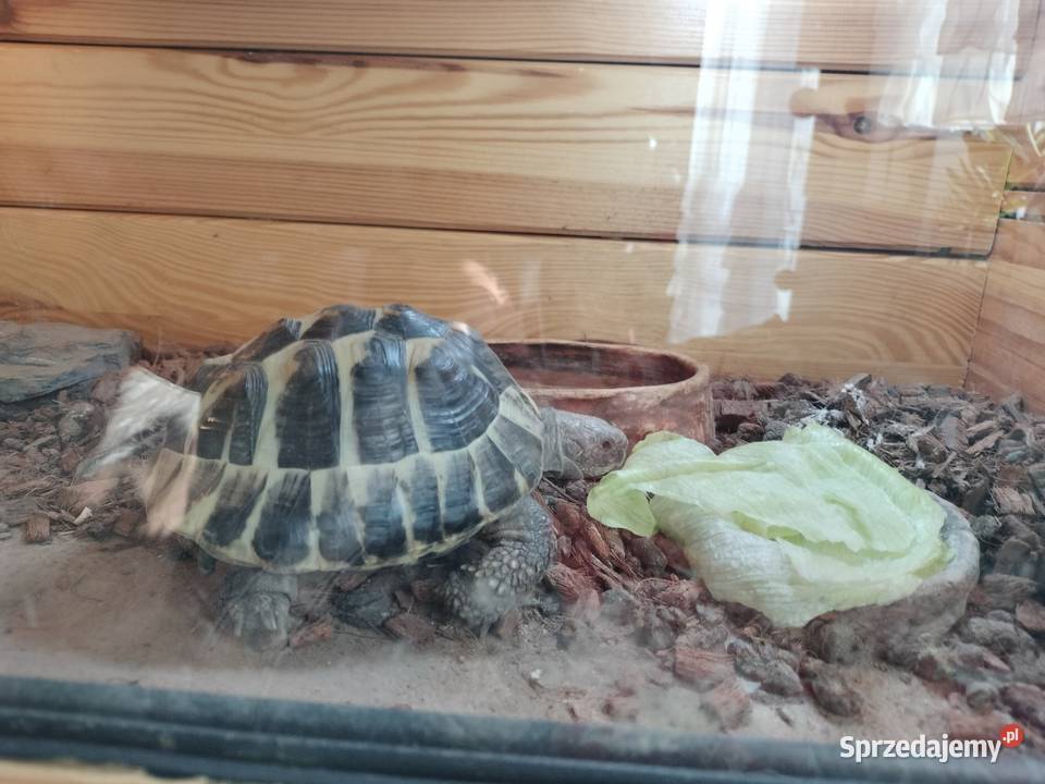 Sprzedam żółwia greckiego