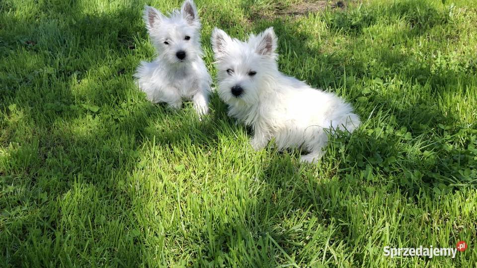West highland white terrier Ełk