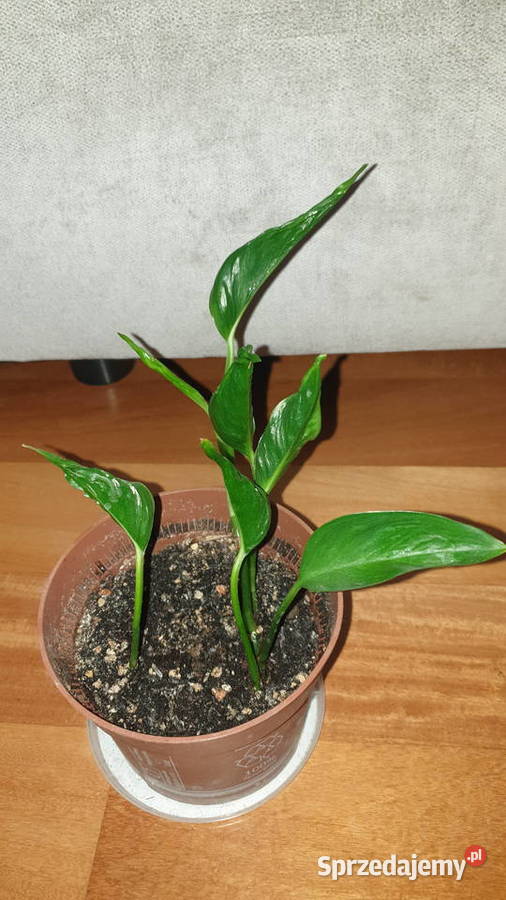 Epipremnum Godzilla roślina rosnąca Zielone Warszawa sprzedam