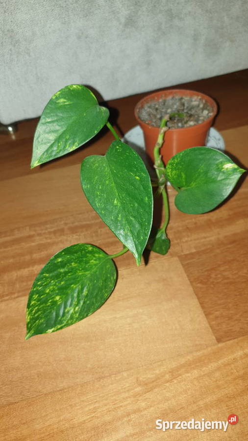 Epipremnum złociste epi Warszawa sprzedam