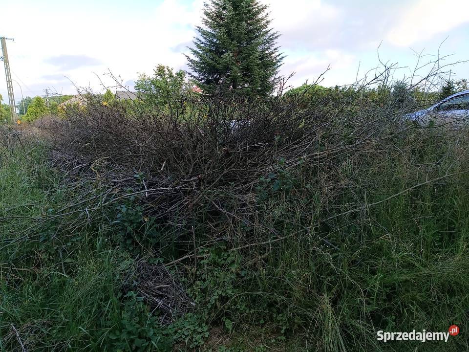 Oddam gałęzie na zrębki opał