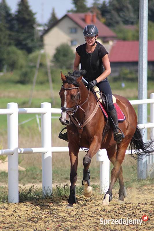 Wałach xx 6 lat Biała Podlaska sprzedam