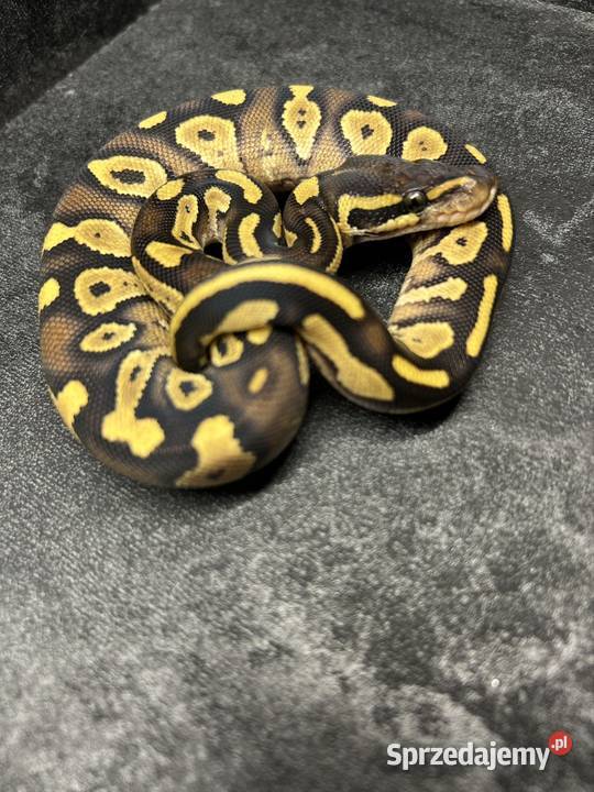 Mojave yellow belly samica warmińsko-mazurskie Pisz sprzedam