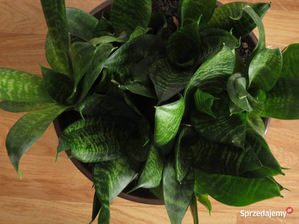 Sansevieria hahnii Kaktusy i sukulenty Wieliczka sprzedam