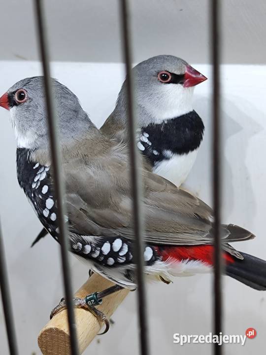 Amadyna Diamentowa para 2025 małopolskie Myślenice