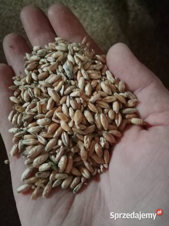 Sprzedam zboża z 2023 roku Małogoszcz sprzedam