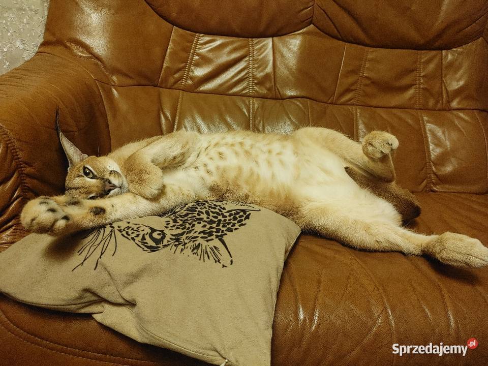 Karakal stepowy caracal młode koty łagodne Kraków sprzedam