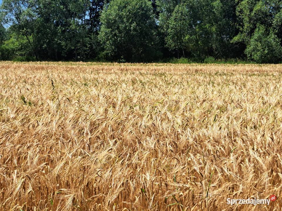 Jęczmień 2025 Bochnia sprzedam