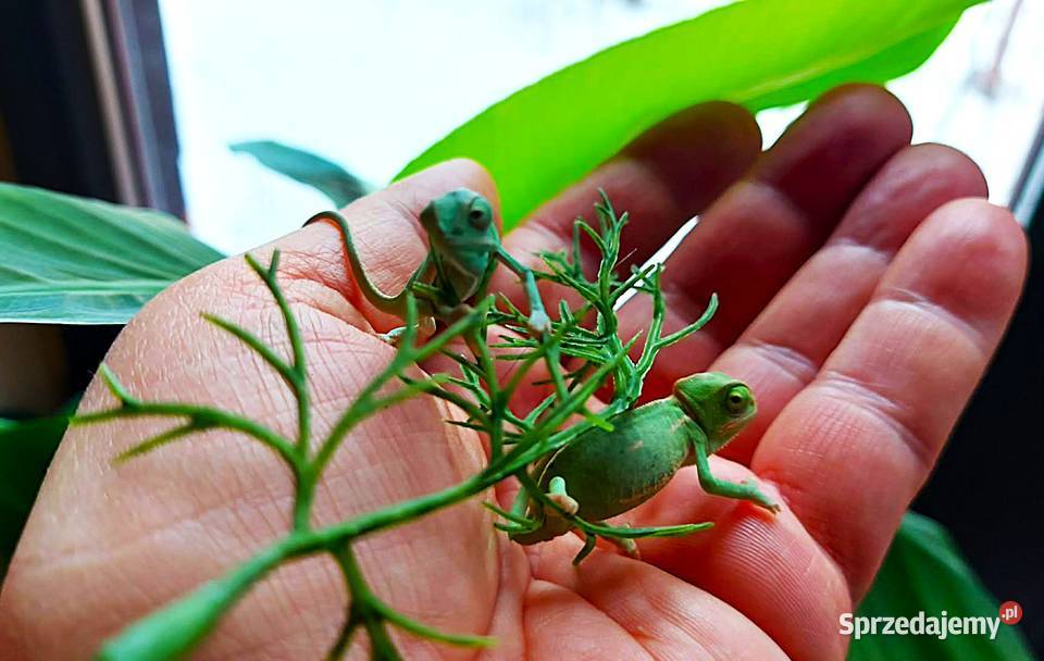 Kameleon jemeński kameleony jemeńskie Wilkasy