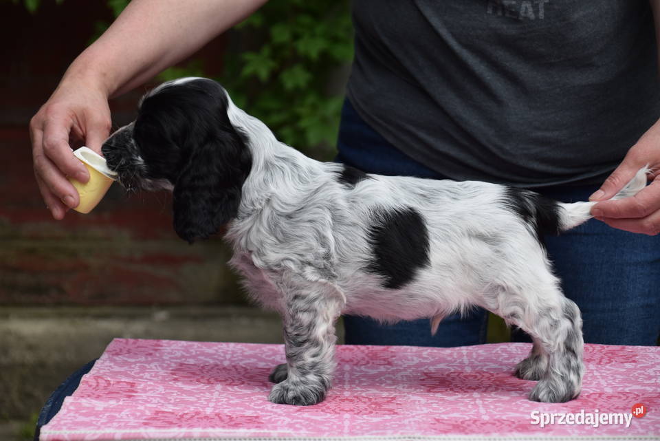 Cocker Spaniel Angielski Sczenięta FCI małopolskie Nowy Sącz