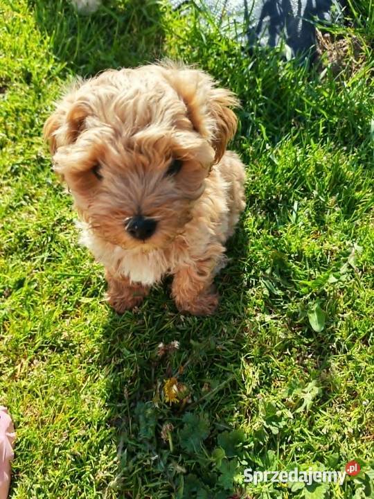 Maltipoo piesek Szydłowiec