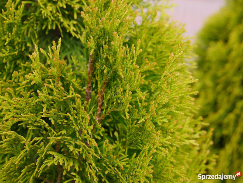 Thuja tuja Golden Szmaragd 100 producent małopolskie Garlica Murowana