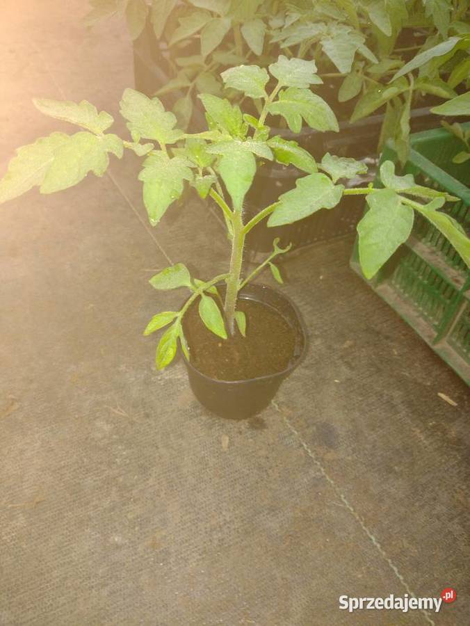 Sadzonki pomidorów Rośliny Bielsko-Biała sprzedam