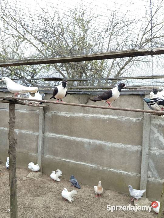 Sprzedam gołębie strasery wielkopolskie Grodzisk Wielkopolski