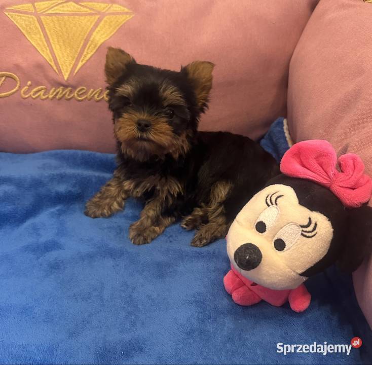 Yorkshire terrier York