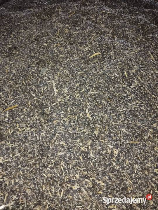 Owies czarny lubelskie Równianki