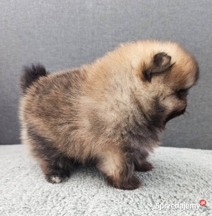 Piękny wyjątkowo puszysty malutki Szpic Opole