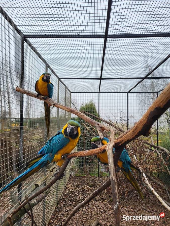 Ara ararauna 2025 r Aleksandrów Kujawski sprzedam