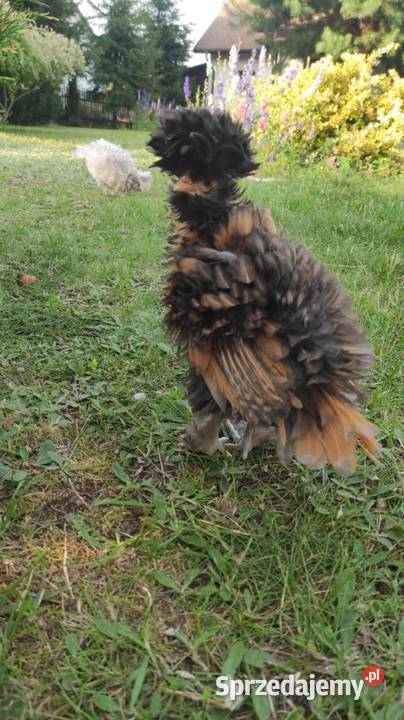 Kury ozdobne Silki Czubatki warmińsko-mazurskie Ełk