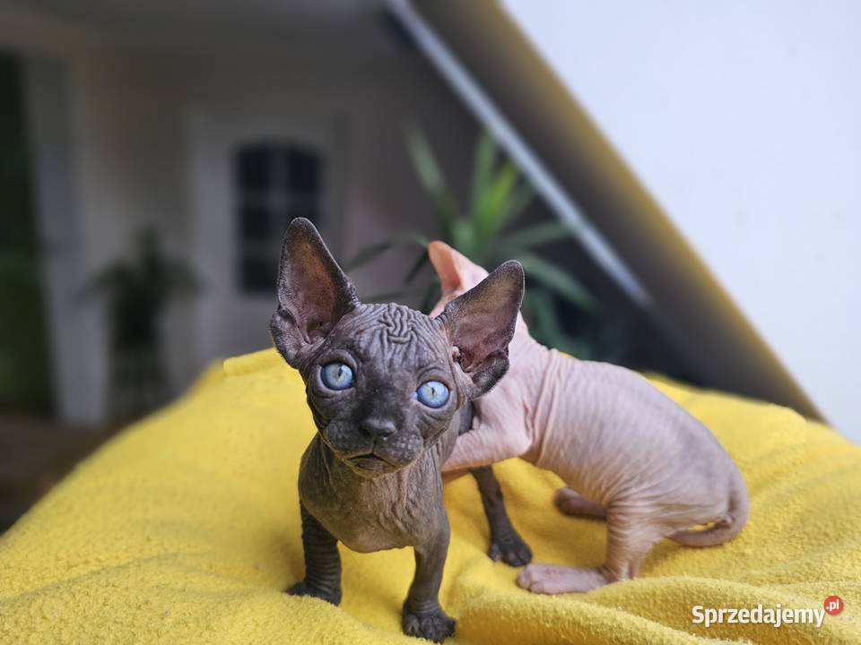 Kotka Sfinks kanadyjski Vascat EKKR FPL Zwierzęta Lublin