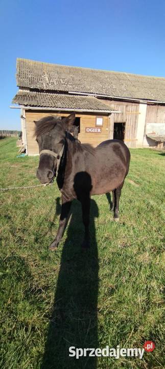 Sprzedam źrebice huculska pełne pochodzenie Dobryniów-Kolonia