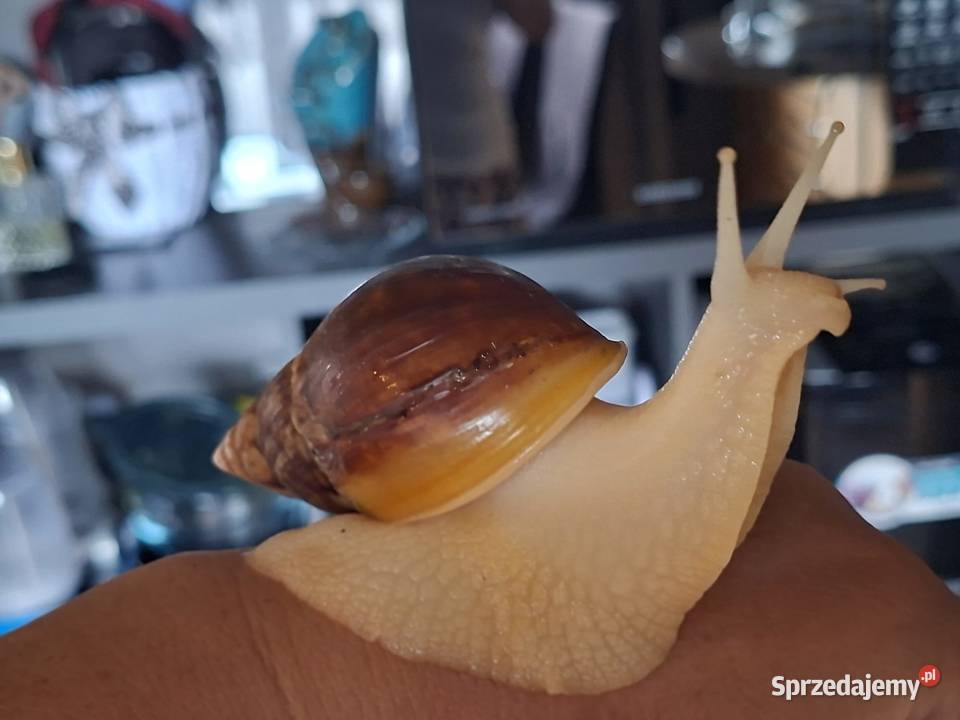 Sprzedam Ślimaki afrykańskie Lissachatina śląskie Rybnik