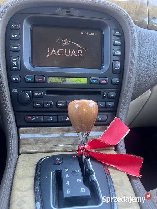 Jaguar stype Zamość