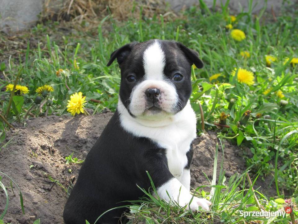 Boston Terrier Szczenięta łódzkie Krośniewice