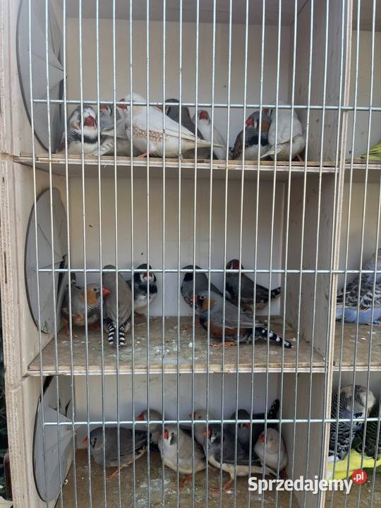 Zeberki z 2025 roku dolnośląskie Zachowice