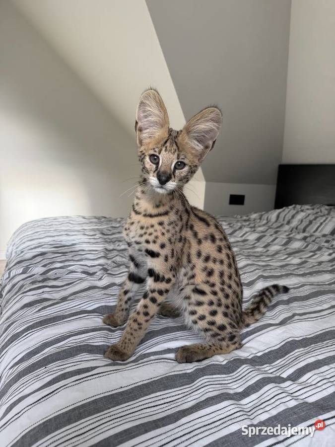 Samiec Serwal Kraków