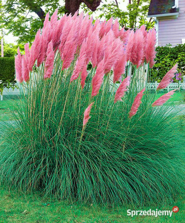 TRAWA PAMPASOWA RÓŻOWA Rosea sadzonki w Ogród Ustronie