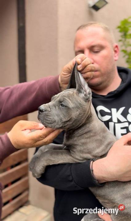 Cane Corso Szczenięta Lamk sprzedam