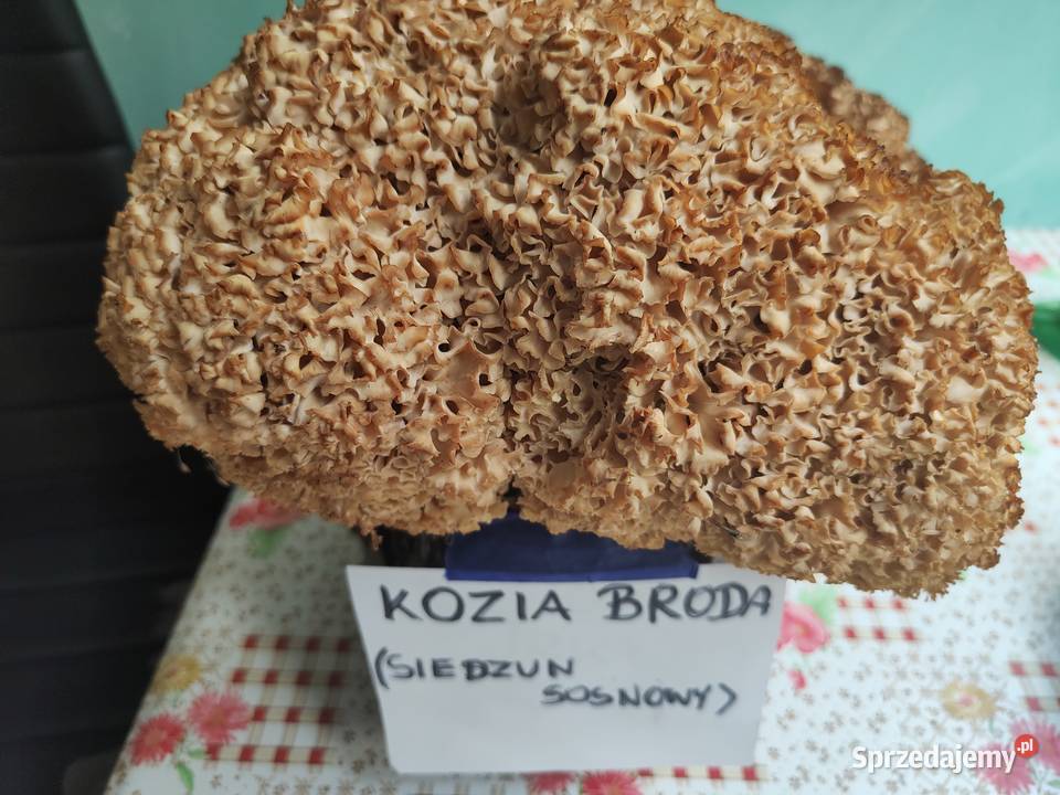 Kozia broda Leśnictwo pomorskie