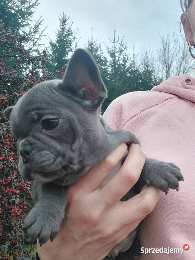 Buldog francusk przesliczna suczka blue gotowa Zwierzęta
