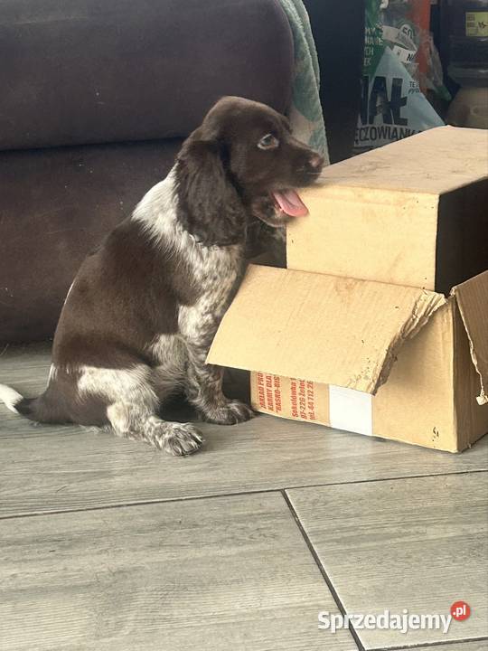 Szczenięta Polski Spaniel Myśliwski mazowieckie Warszawa